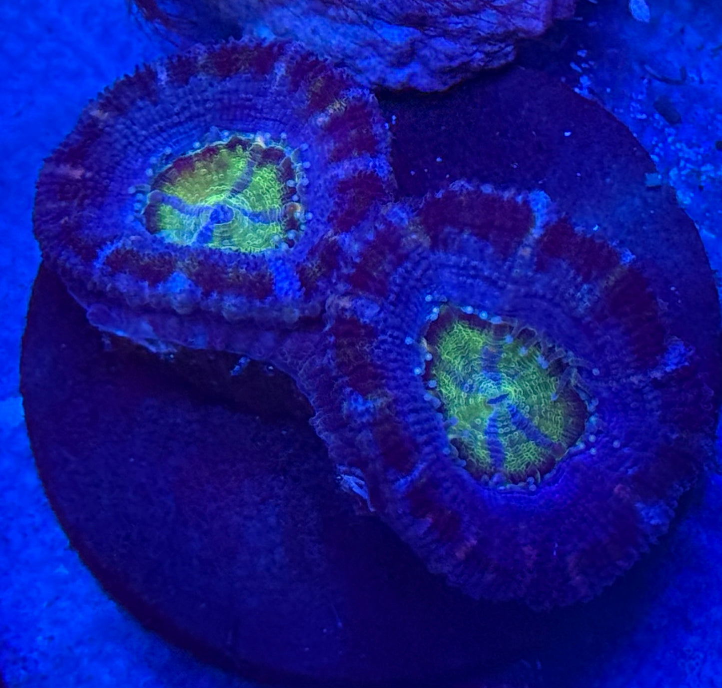 X Eye Acan- Auction