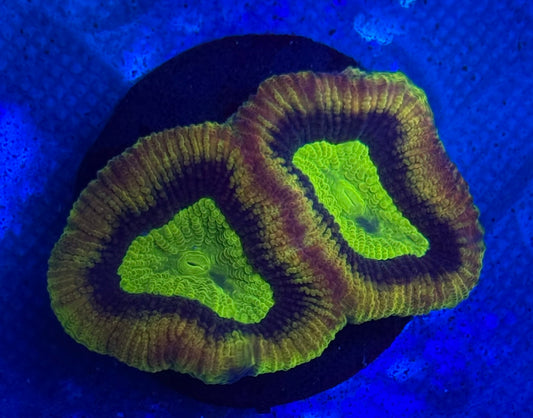 Dragon Soul Favia- Auction