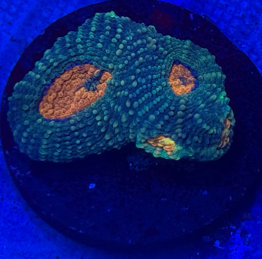 Ninja Turtle Echinata- Auction