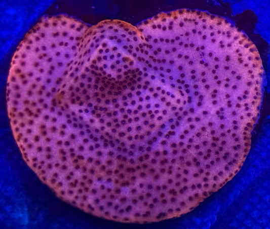 Pink Encrusting Montipora- Auction