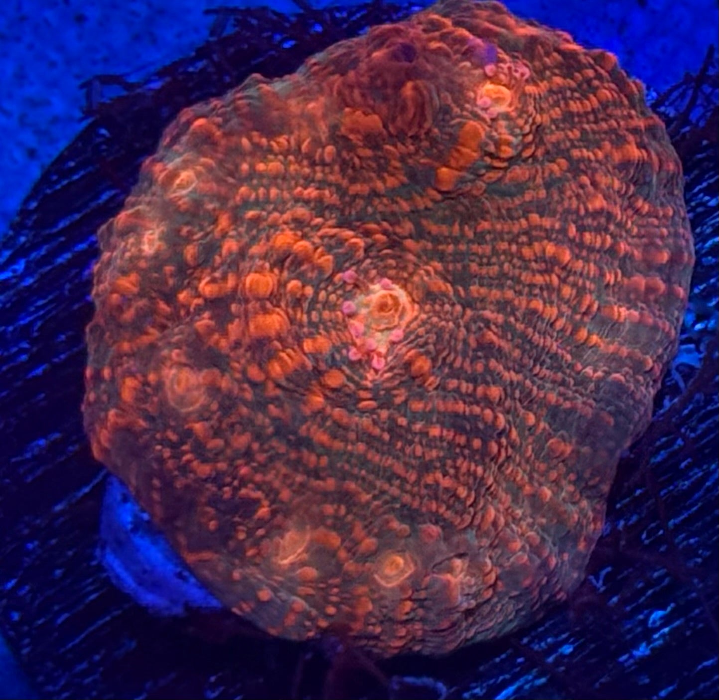 Orange Convict Chalice- Auction