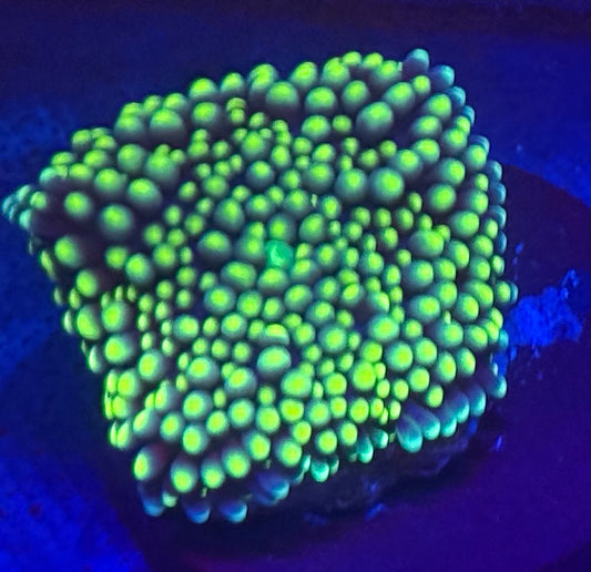 Yellow Recordea Mushroom- Auction