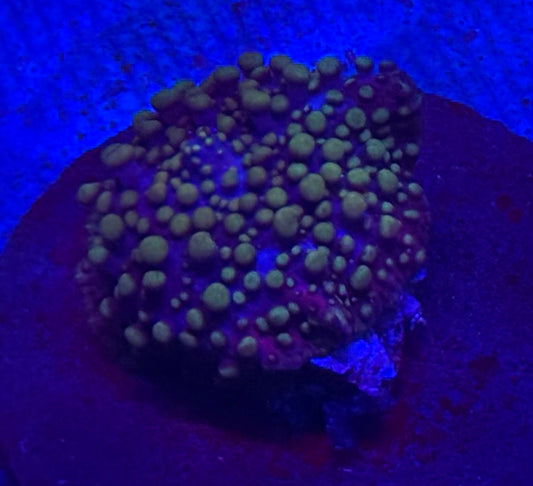 Yellow bubble purple base Yuma mushroom- Auction