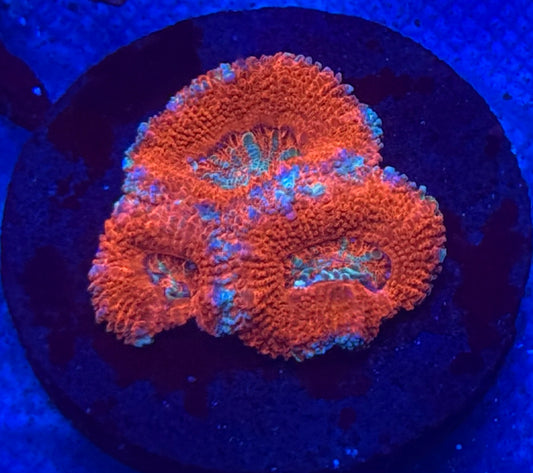 Tiger Eye Acan- Auction