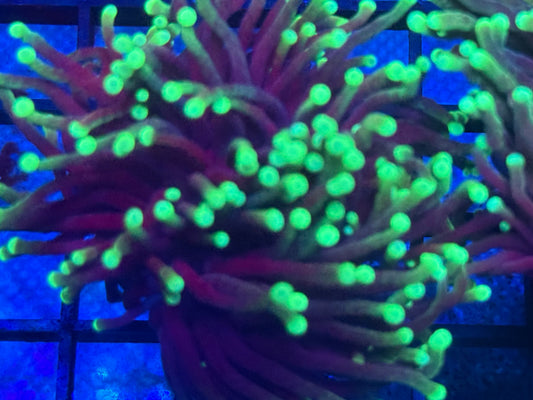 Faded Torch- Auction