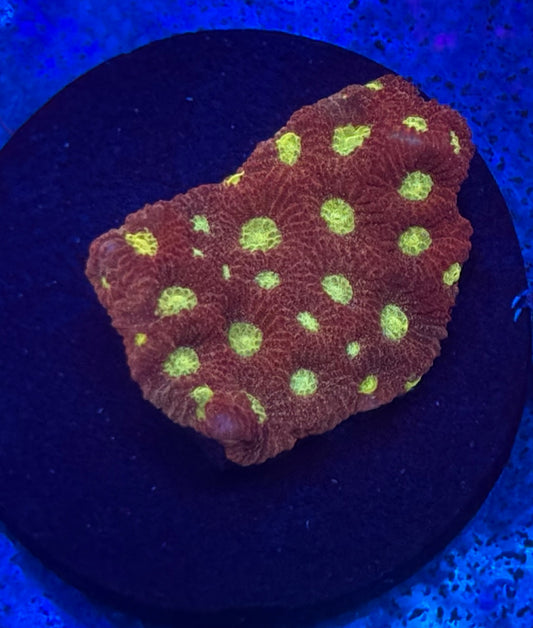 Pink Strawberry Favia- Auction