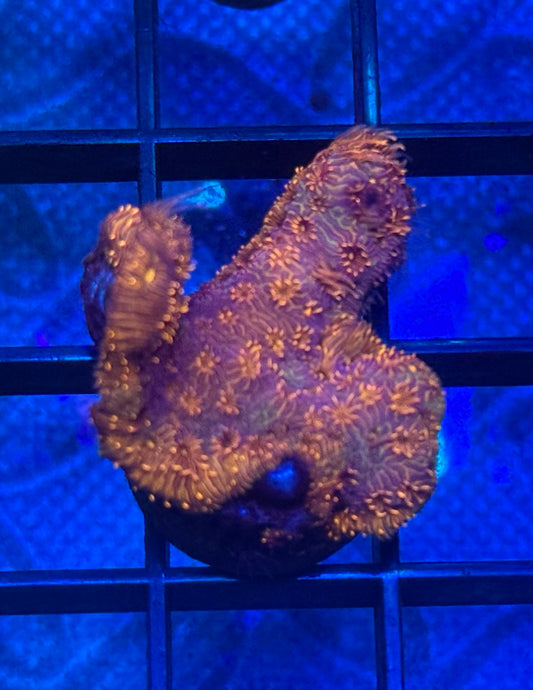 Orange and Green Pavona - Auction