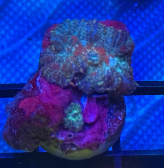 Orange Green and Blue Rhodactis Mushroom and baby - Auction
