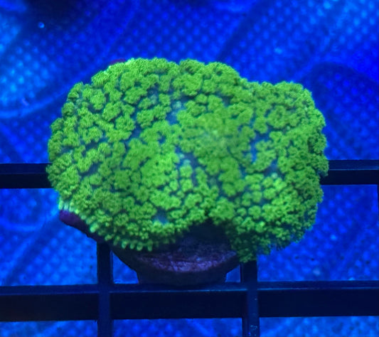 Green Rhodactis Mushroom - Auction
