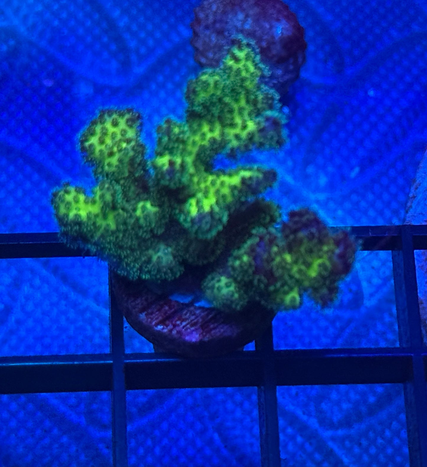 Neon Green Pocillopora- Auction