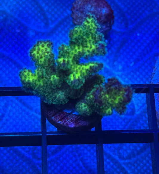 Neon Green Pocillopora- Auction