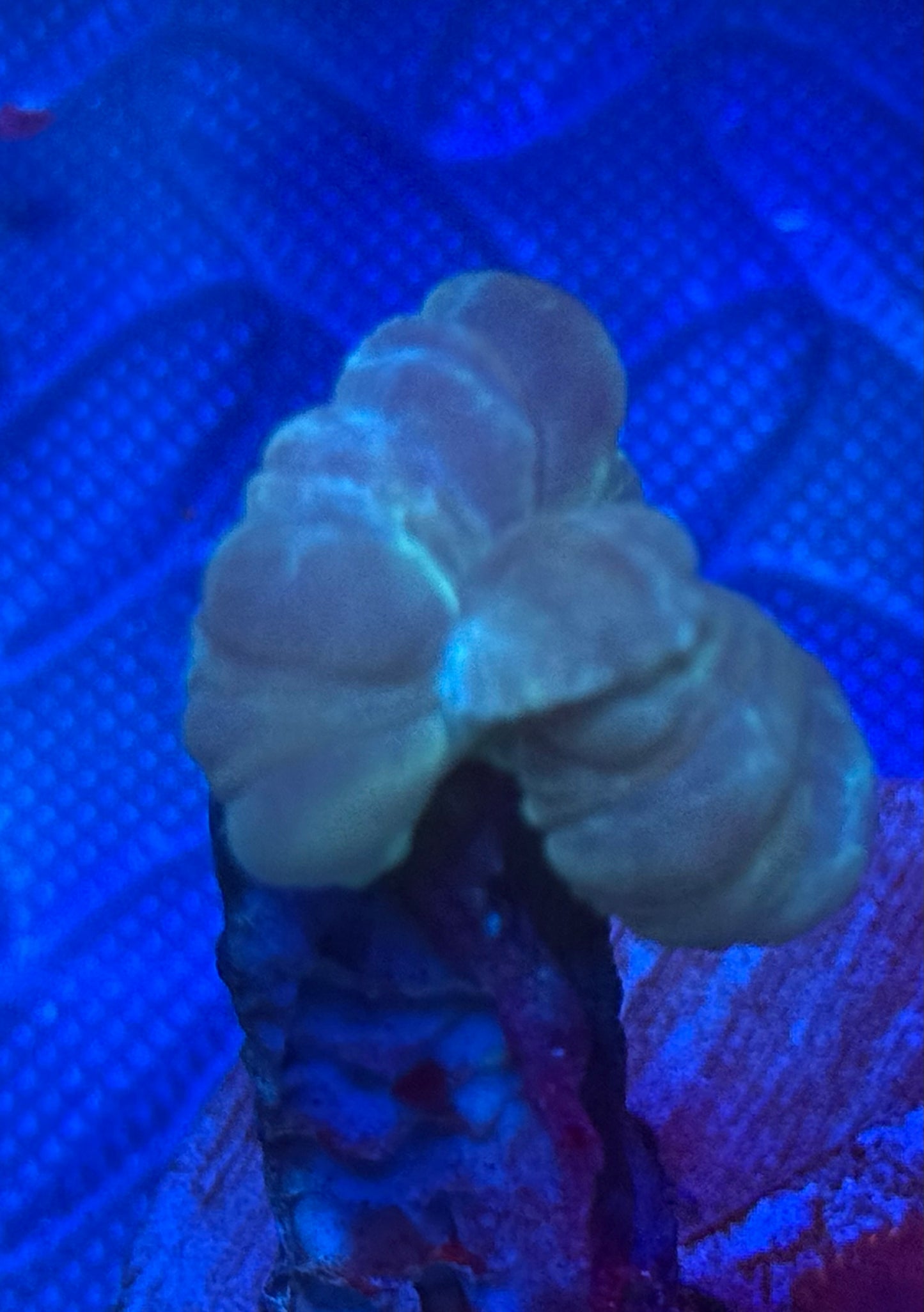 Fox Coral - Auction