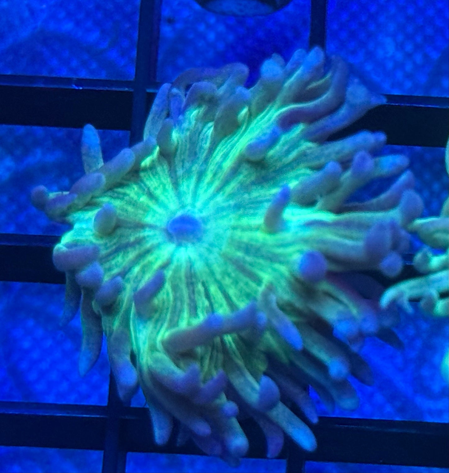 Green and Blue Striped Duncan- Auction
