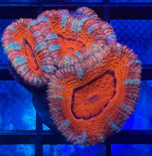 Turquoise Tiger Lord Acan- Auction