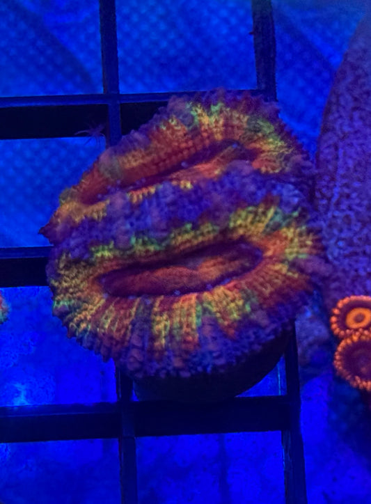 Rainbow Acan- Auction