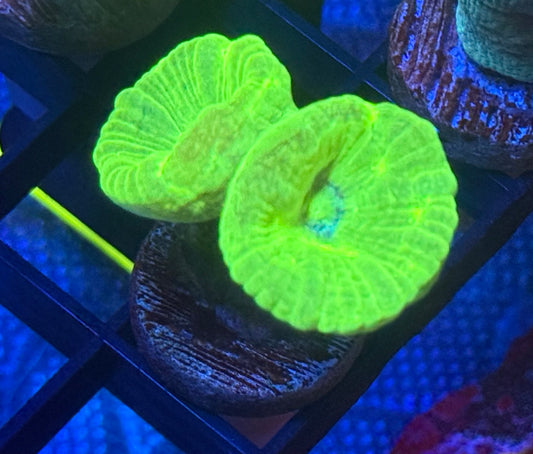 Kryptonite Candy Cane- Auction