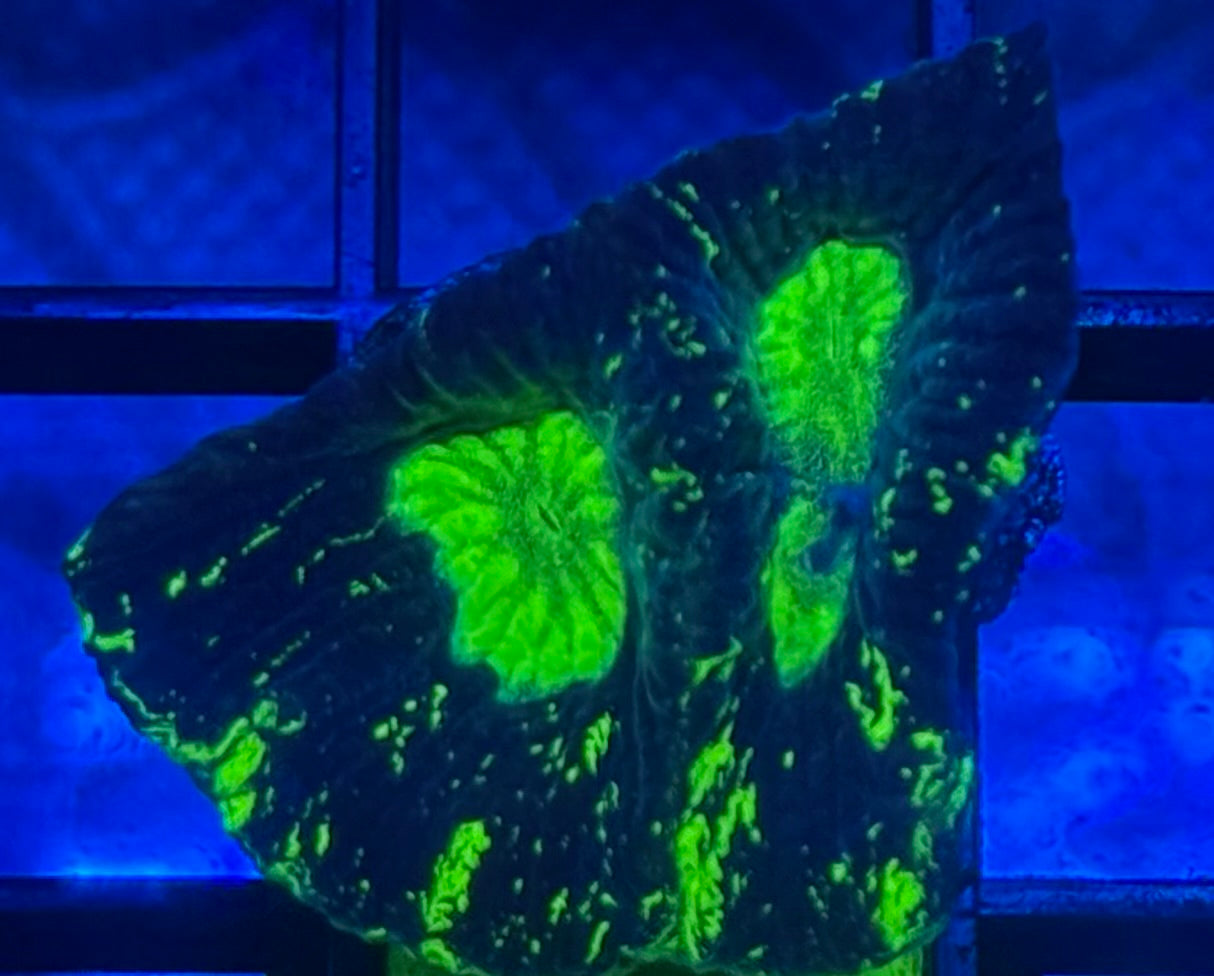Toxic Splatter Favia- Auction