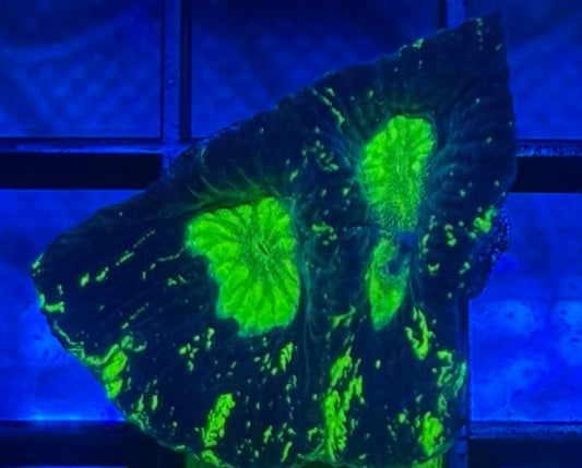 Toxic Splatter Favia- Auction