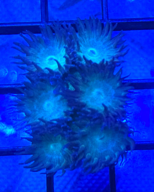 Pagoda Cup Coral- Auction