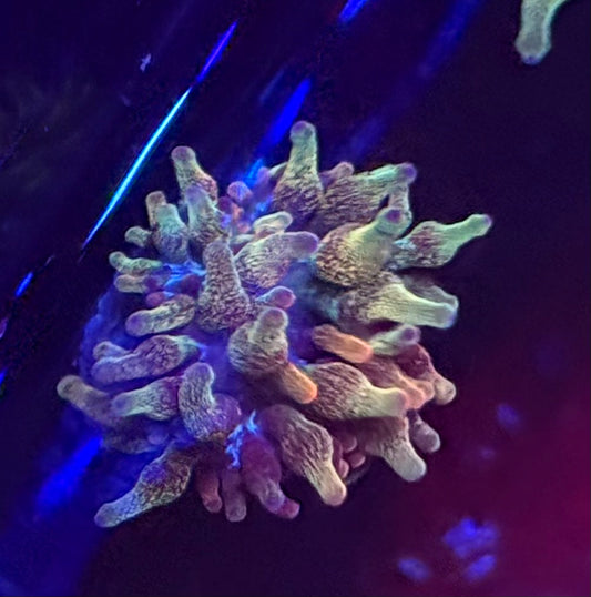 Micro Rainbow Bubble Tip quarter size- Auction