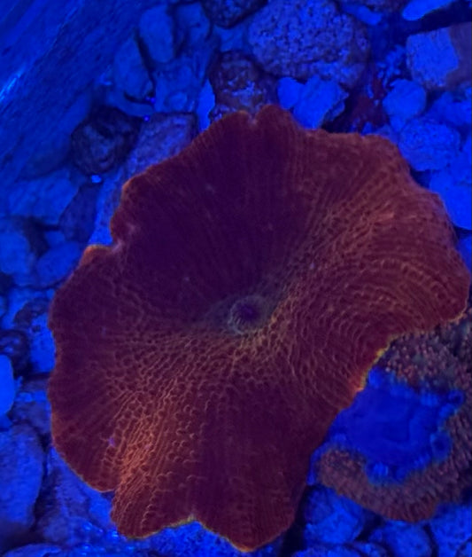 Iron Man Mushroom - Auction