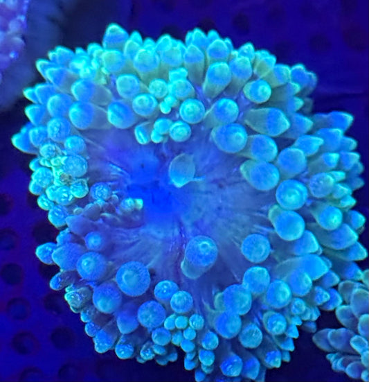 Lg Green Acid Wash Bubbletip Anemone- Auction