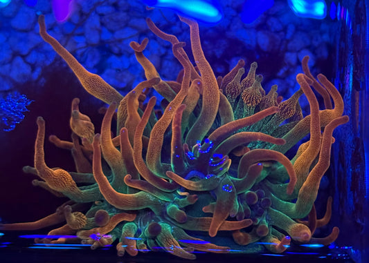 Rainbow Bubble Tip Anemone - Auction