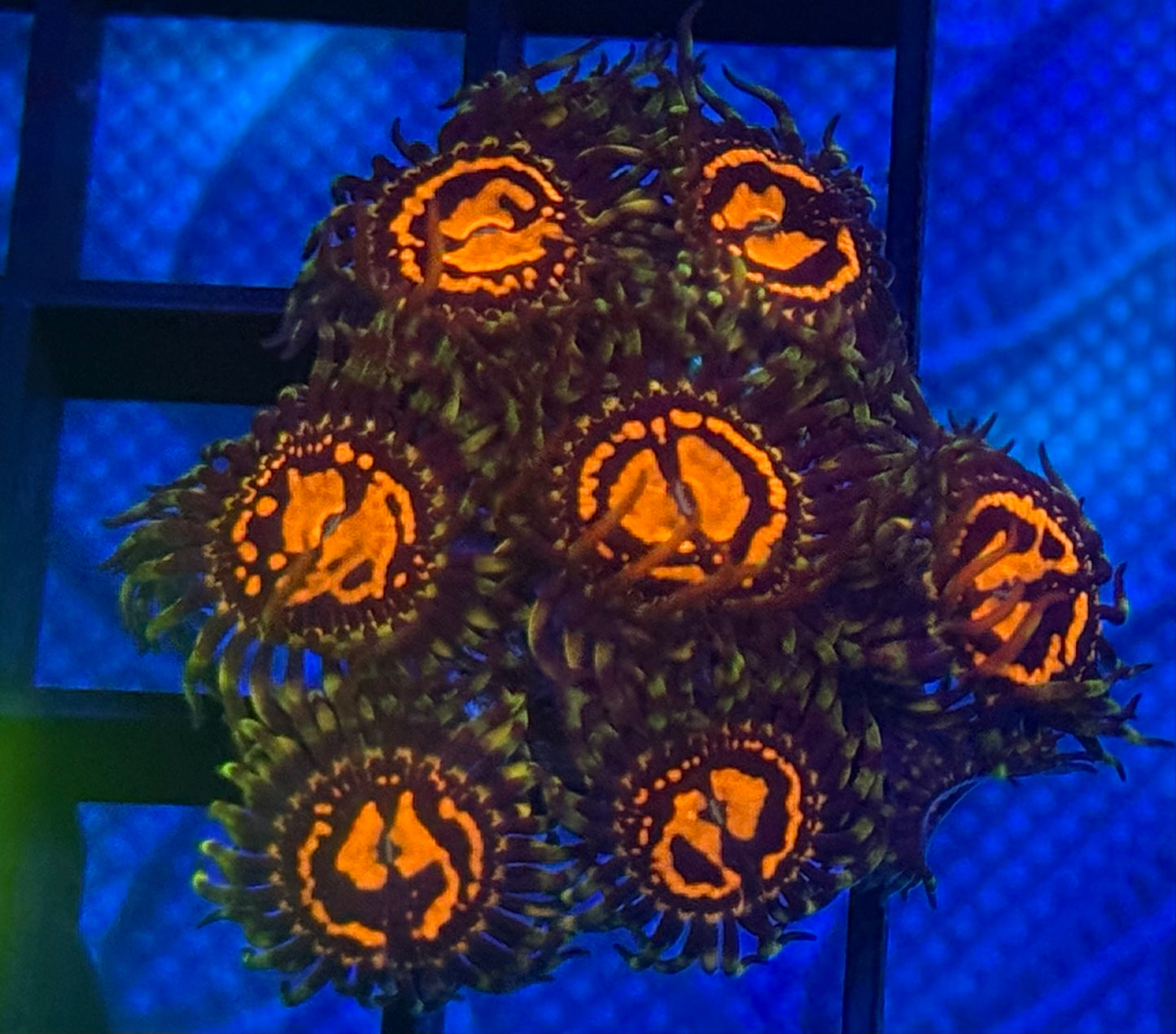 Dead Pool Stratosphere Zoas- Auction