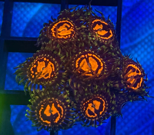 Dead Pool Stratosphere Zoas- Auction