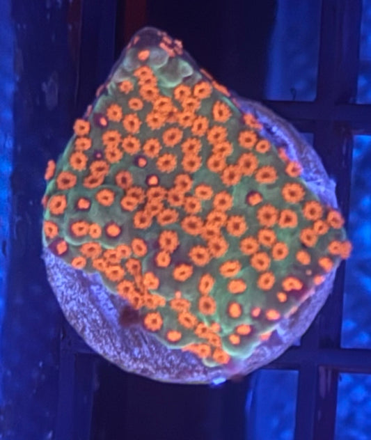 Purple and Green Grafted base/Orange Polyp Monti- Auction