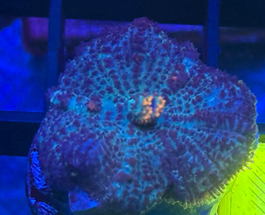 Rhodactis Mushroom- Auction