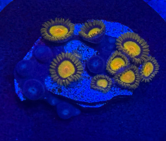 Zoas- Auction
