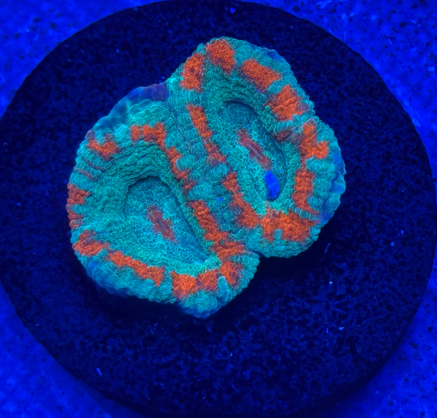 Miami Dolphins Acan- Auction