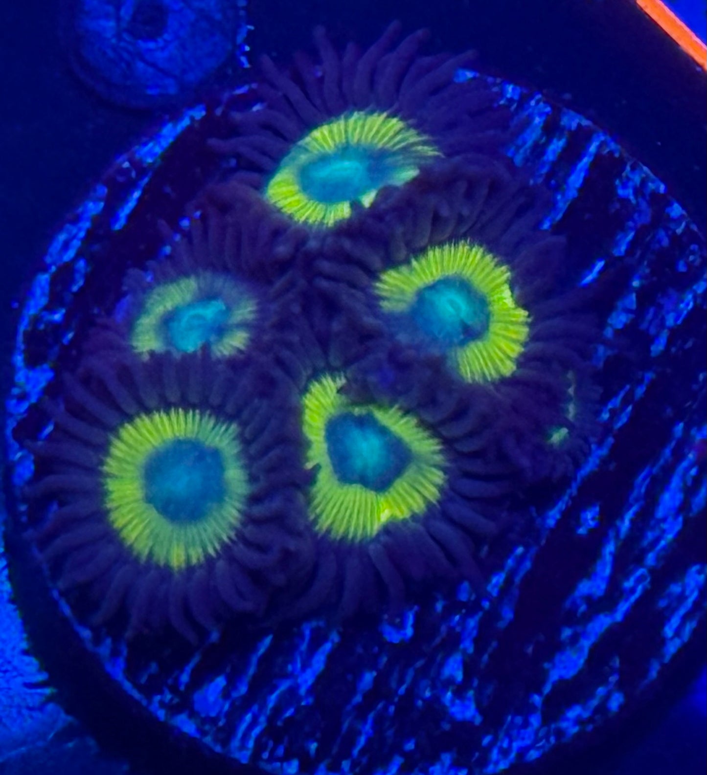 Black Bella Zoa- Auction