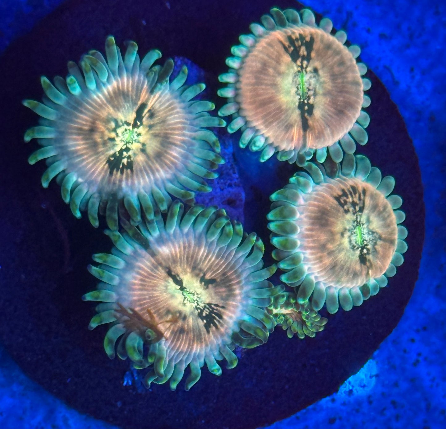 Hawaiian Ding Dang PE Zoas- Auction