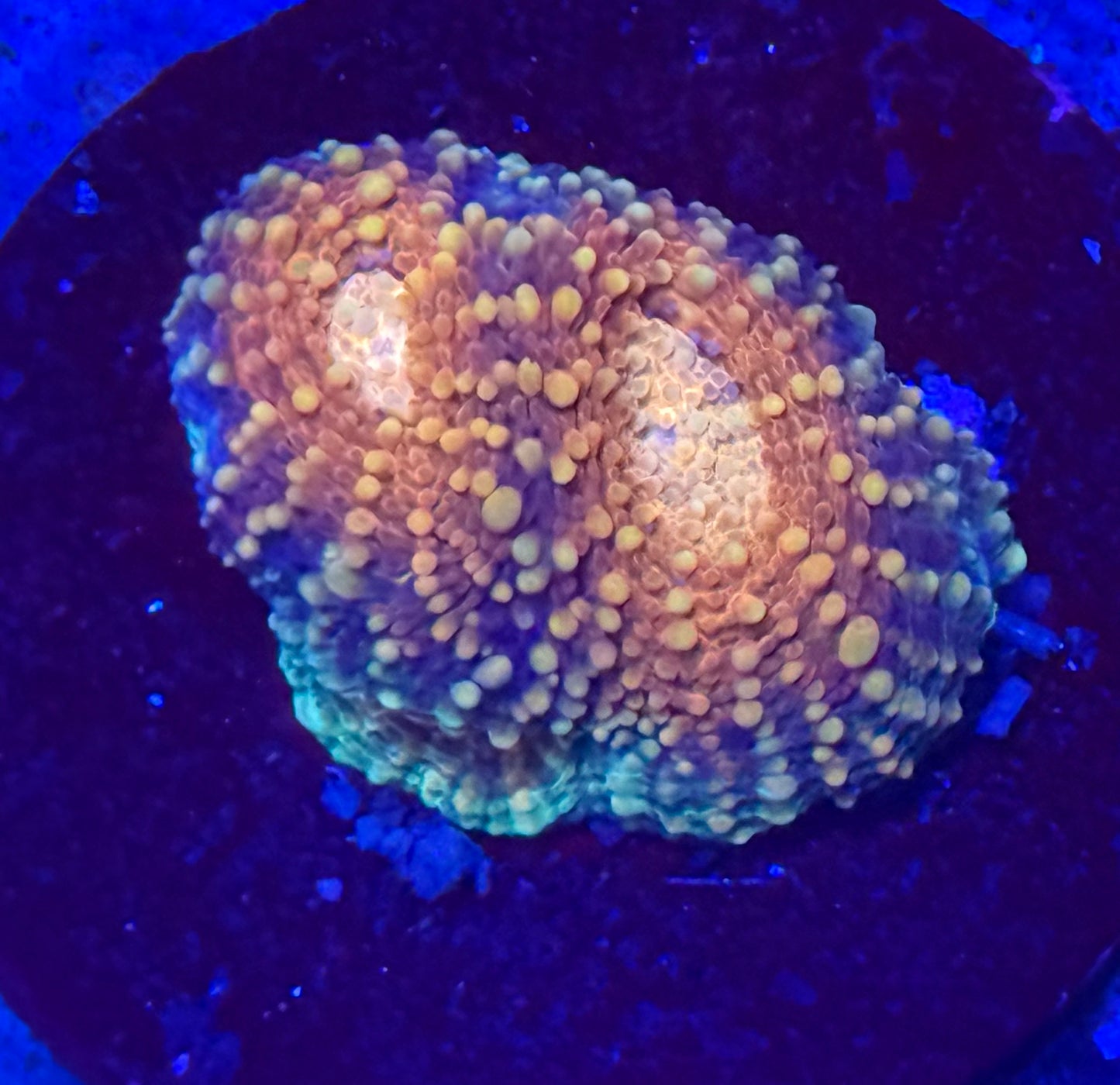 Peach Freeze Echinata- Auction