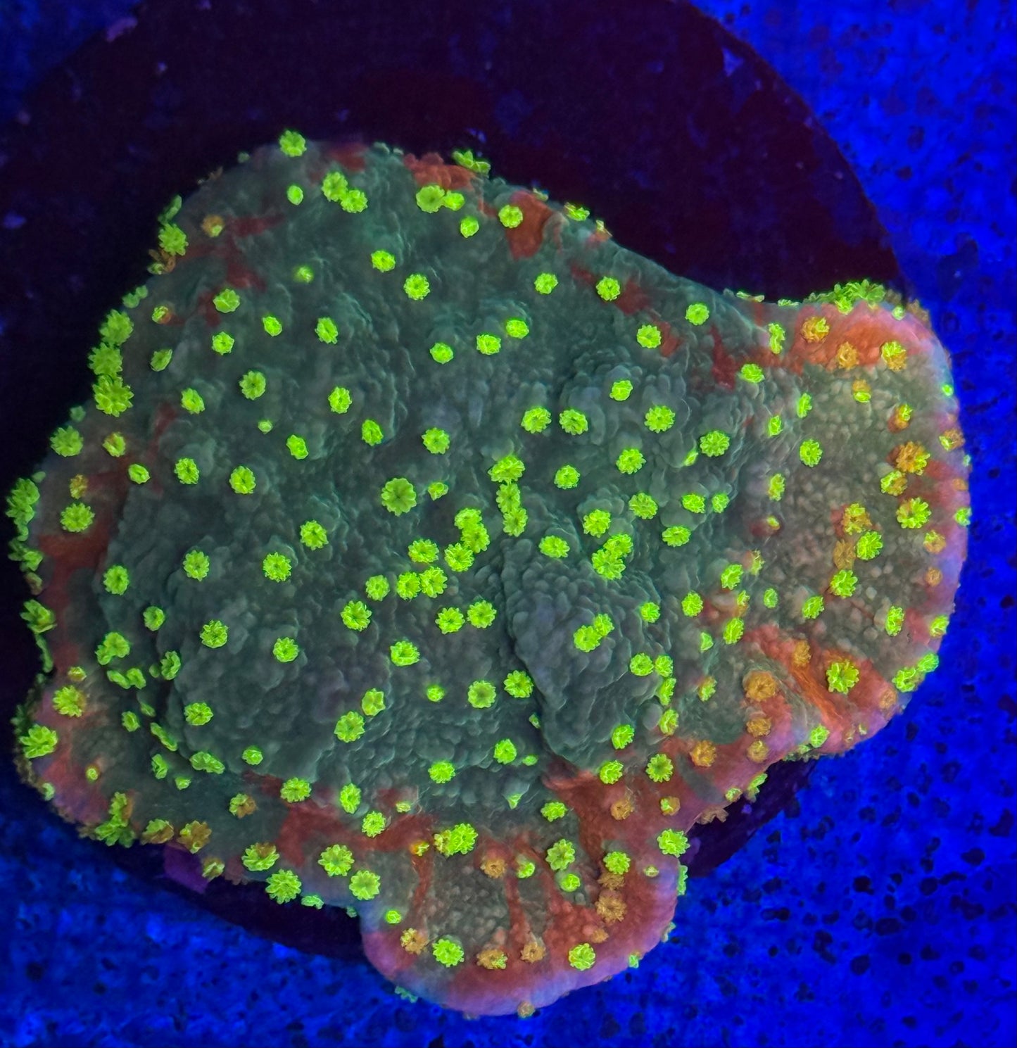 Grafted Montipora- Auction