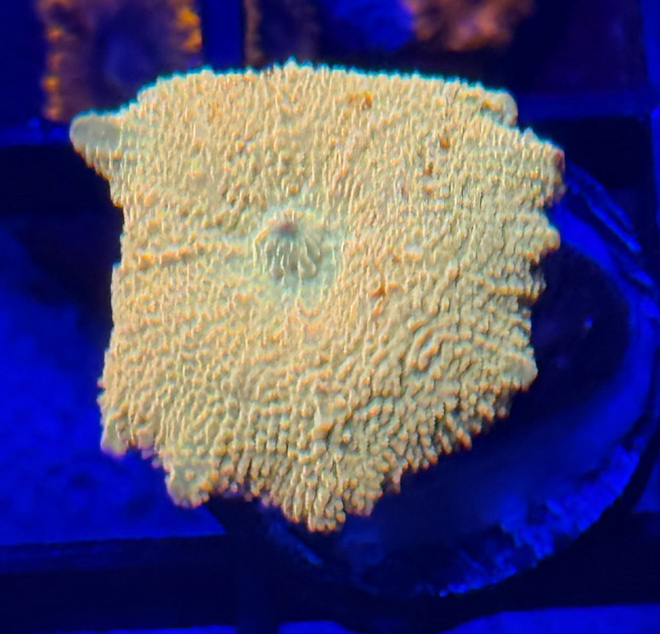 Poletti Jaw Breaker Mushroom with Red- Auction