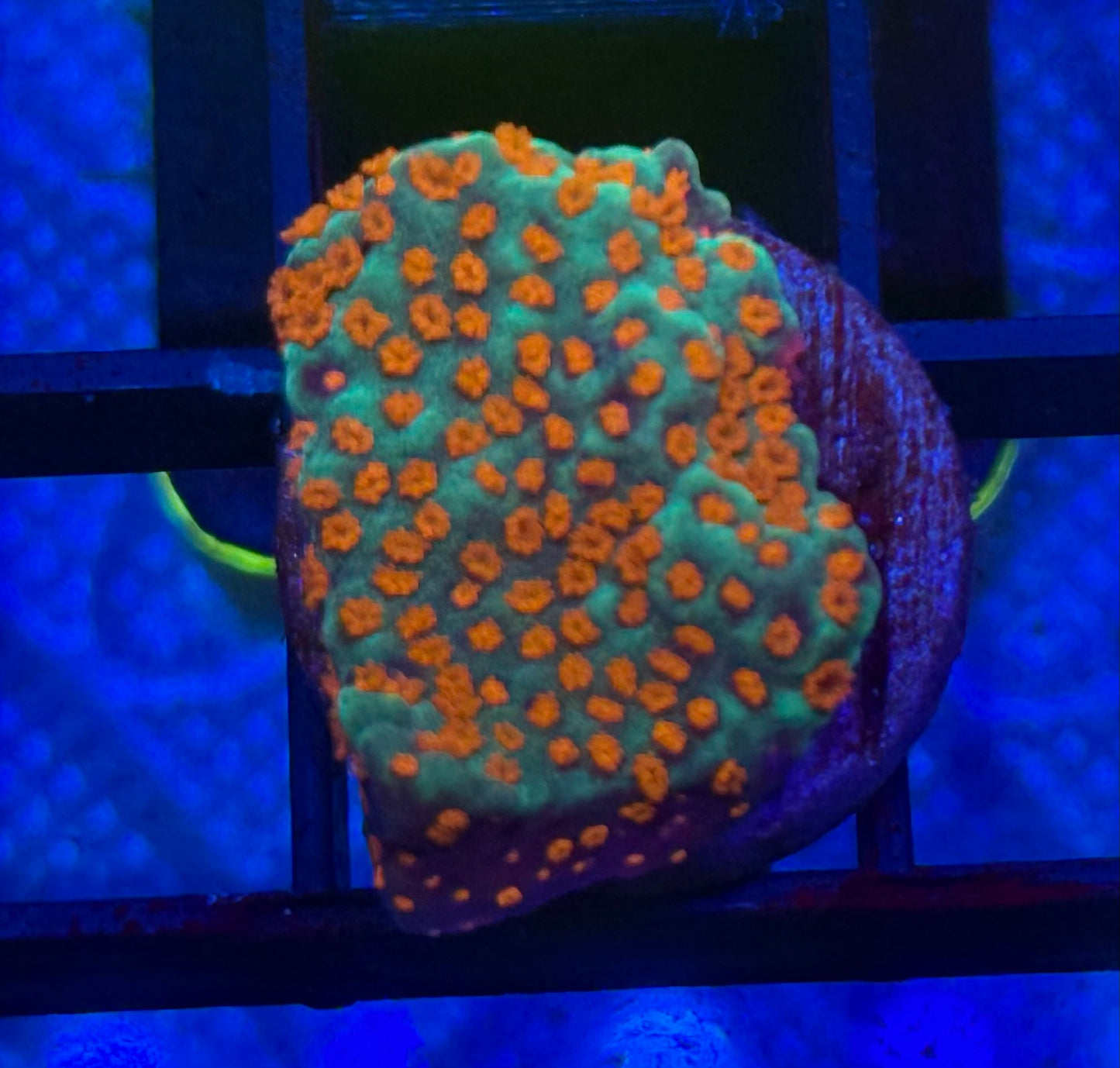 Purple and Green Grafted base with Orange Poly Monti- Auction