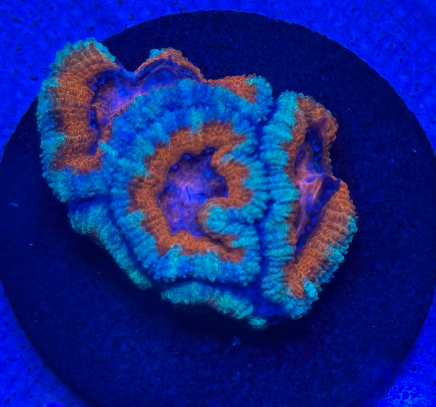 Red and Teal with Pink center Acan- Auction