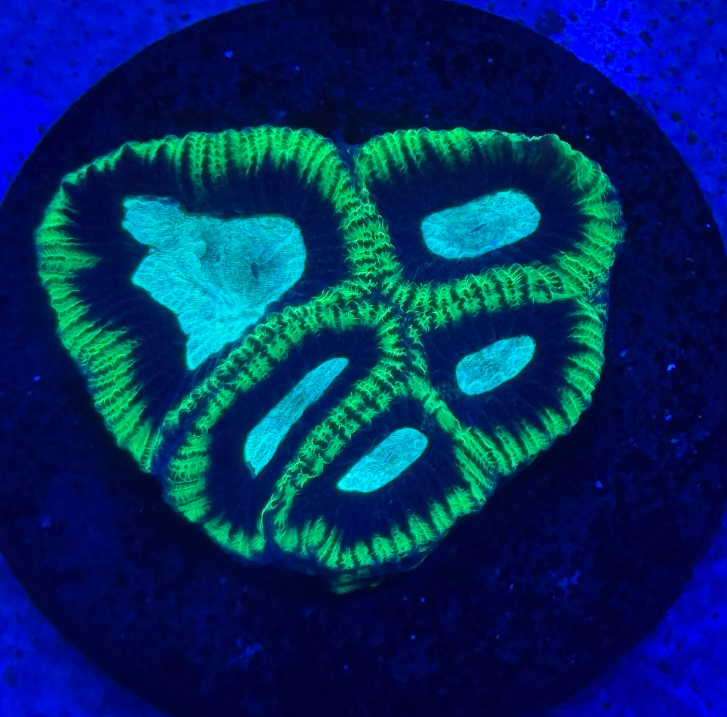 Green Atol Favia- Auction