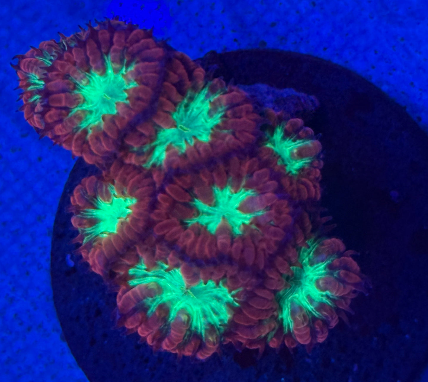 Balstomussa Merleti- Auction
