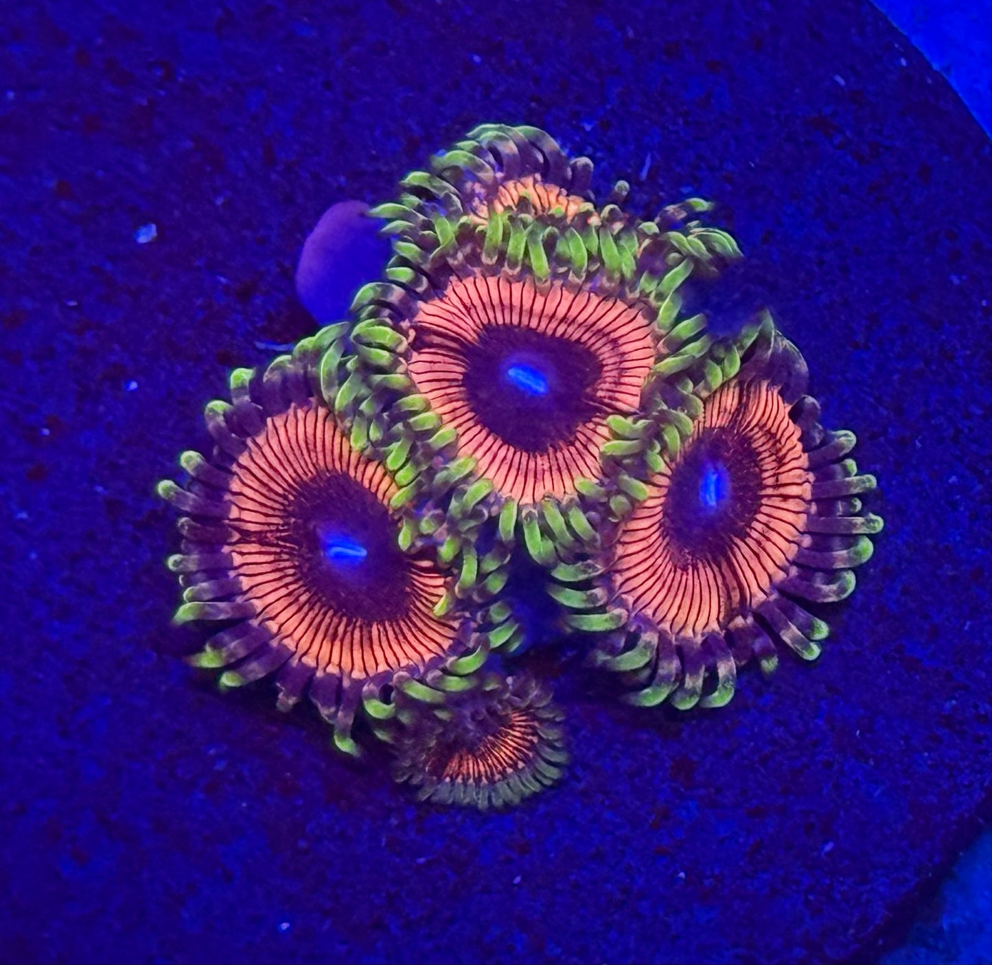 Crazy Bright Zoas- Auction