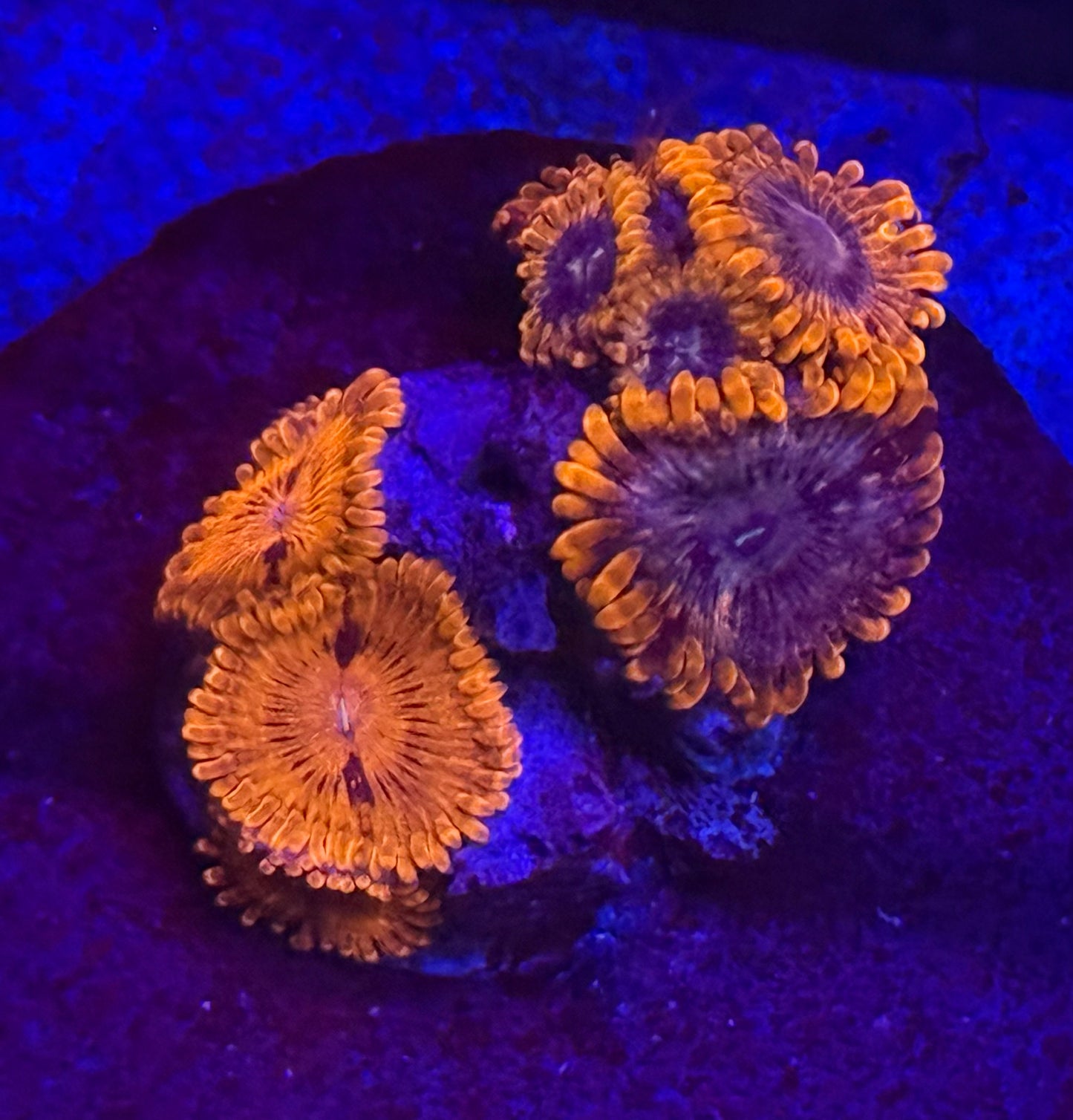 Wild Zoa Combo- Auction