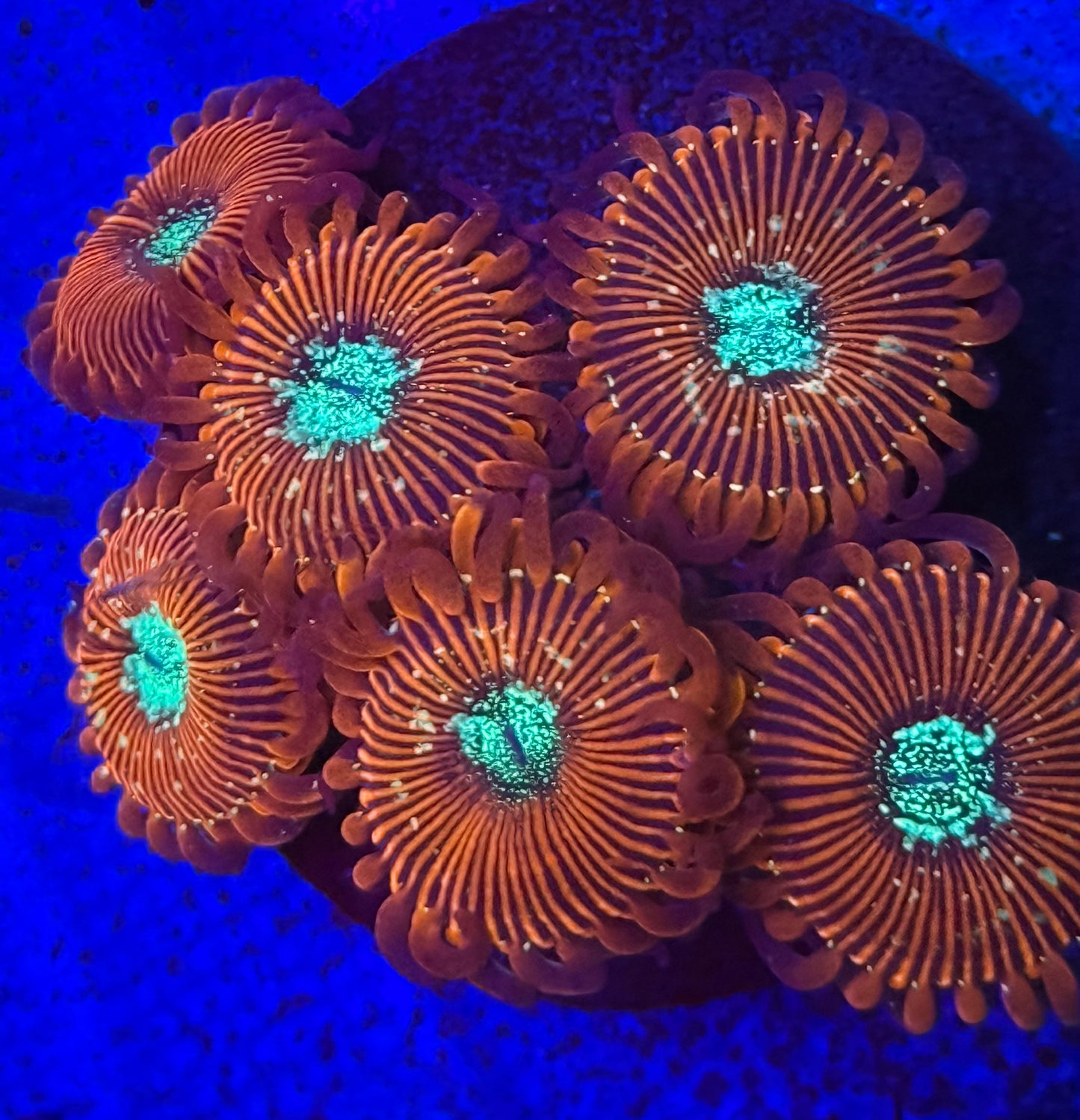 Magician Zoas- Auction