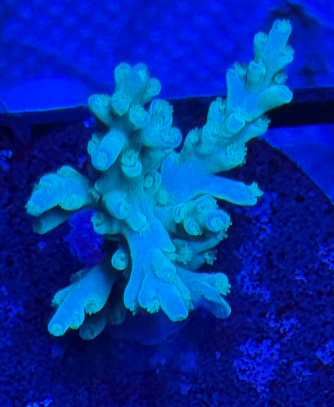 Baby Blue Acro- Auction