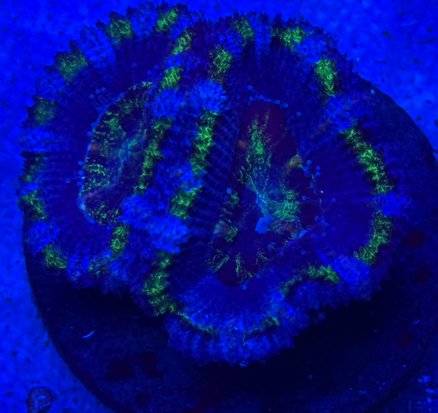 Purple,Green and Blue Acan- Auction
