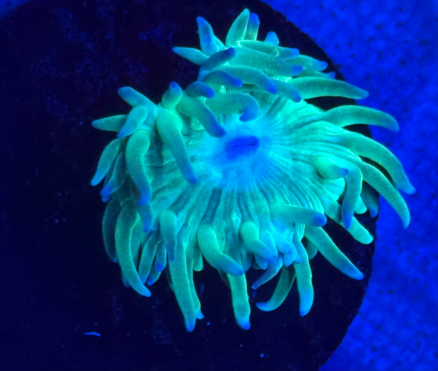 Blue Tip Duncan- Auction