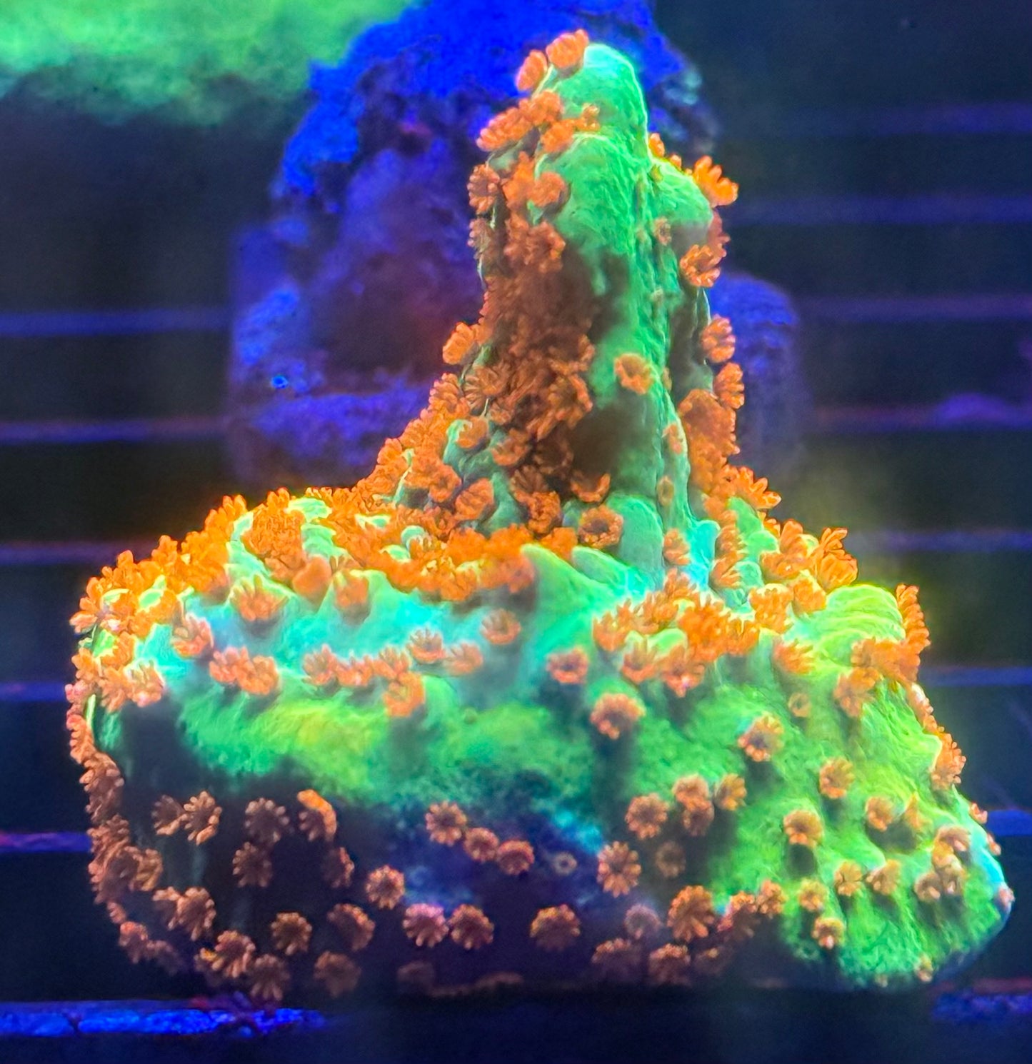 Chili Pepper Montipora- Auction