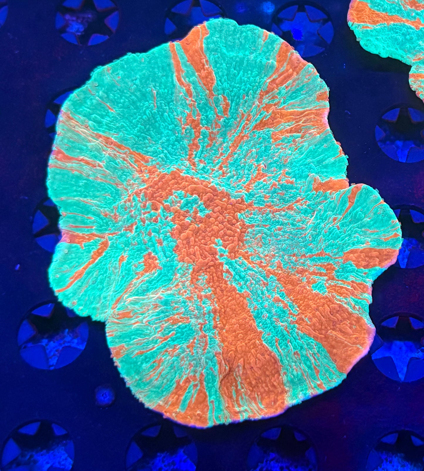 Large 5 in. Grafted Montipora- Auction